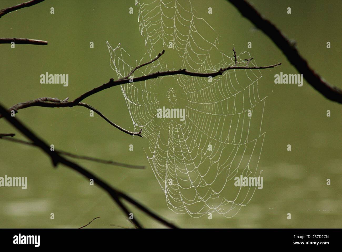 Spinnennetz in Ästen an einem feuchten Morgen Stockfoto