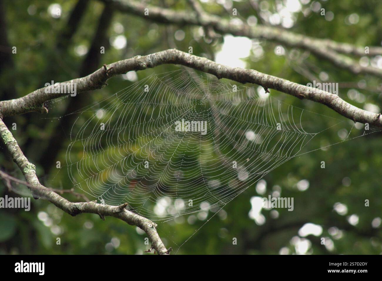 Spinnennetz in Ästen an einem feuchten Morgen Stockfoto