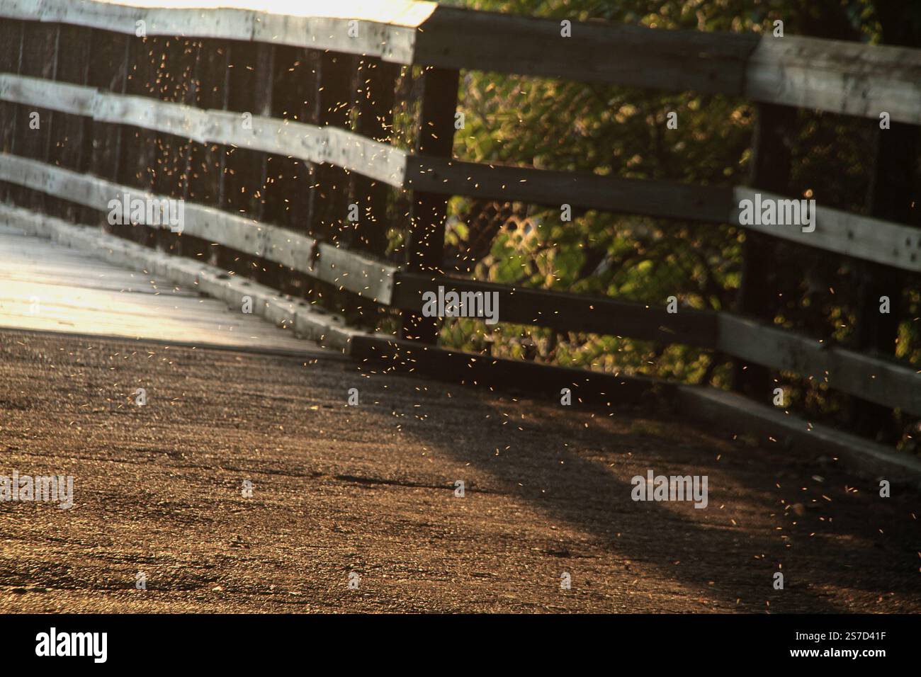 Schwarm fliegenden Insekten im Sommer in Virginia, USA Stockfoto