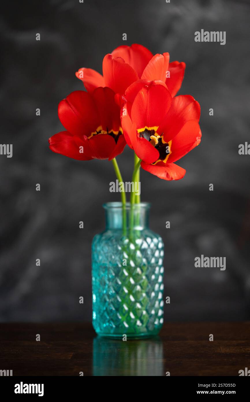 Rote Tulpen in einer Glasvase auf dunklem Hintergrund. Stockfoto