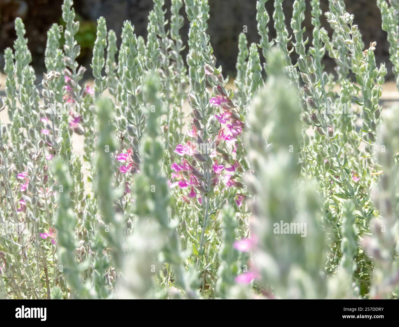 Teucrium marum Spezies von Germander. Katzengarten. Katzenthymian oder Kätzenrisspflanze mit graugrünen Blättern und duftenden rosa Blüten. Stockfoto