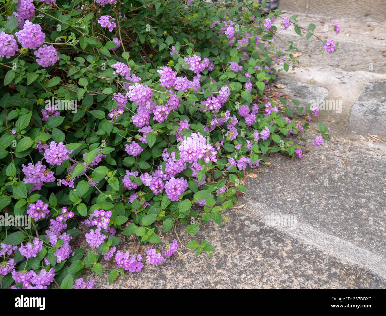 Lila lantana-Zierstrauch am Ende. Die Pflanze Lantana montevidensis in der Familie der Eisenkraut. Stockfoto