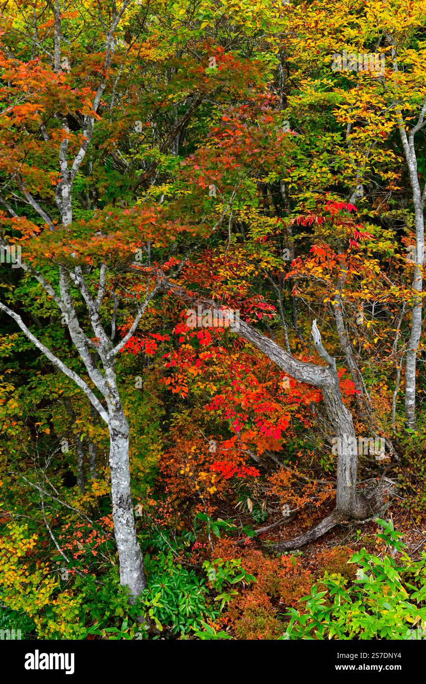 Waldhintergrund. Leuchtender Farbbaum, Naturwechsel gelbe Blätter in der oktobersaison, Hakuba, Nagano, Japan. Stockfoto