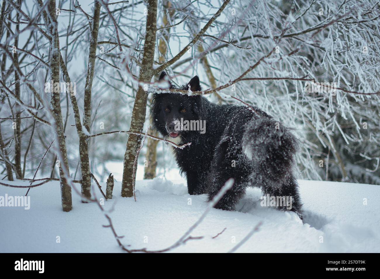 Ein eleganter Collie mit schwarzer Borte wird fröhlich durch Neuschnee gehängt. Sein glänzendes Fell bildet einen scharfen Kontrast. Stockfoto