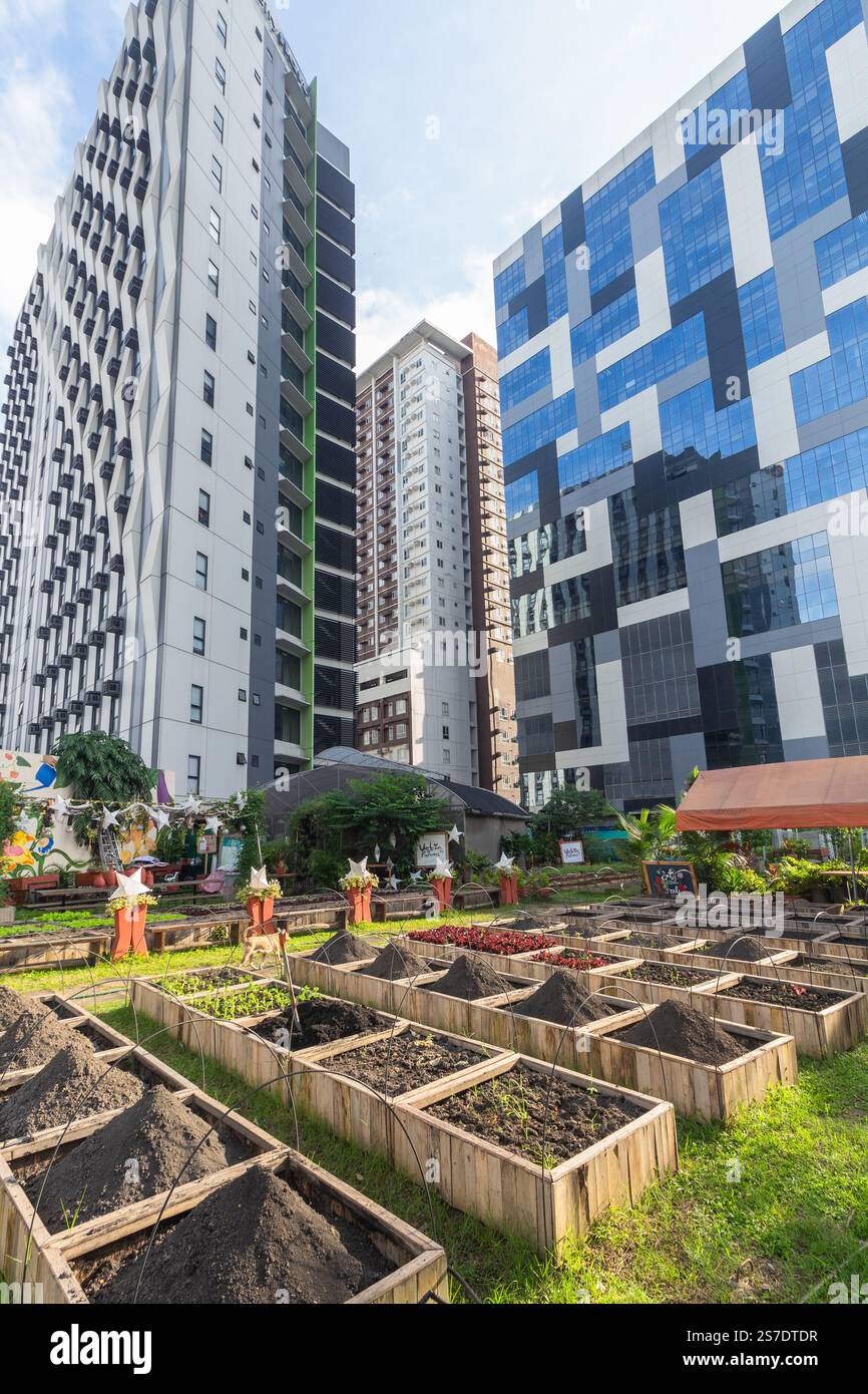 Ein städtischer Garten, in dem Gemüse angebaut wird, mit hohen Gewerbegebäuden im Hintergrund in Bonifacio Global City, Taguig, Philippinen Stockfoto Ein städtischer Garten, in dem Gemüse angebaut wird, mit hohen Gewerbegebäuden im Hintergrund in Bonifacio Global City, Taguig, Philippinen Stockfoto