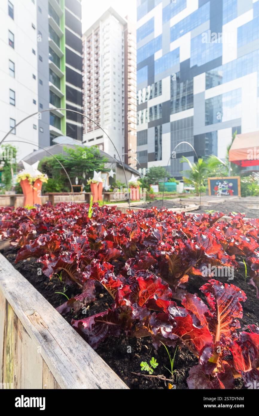Ein städtischer Garten, in dem Gemüse angebaut wird, mit hohen Gewerbegebäuden im Hintergrund in Bonifacio Global City, Taguig, Philippinen Stockfoto Ein städtischer Garten, in dem Gemüse angebaut wird, mit hohen Gewerbegebäuden im Hintergrund in Bonifacio Global City, Taguig, Philippinen Stockfoto
