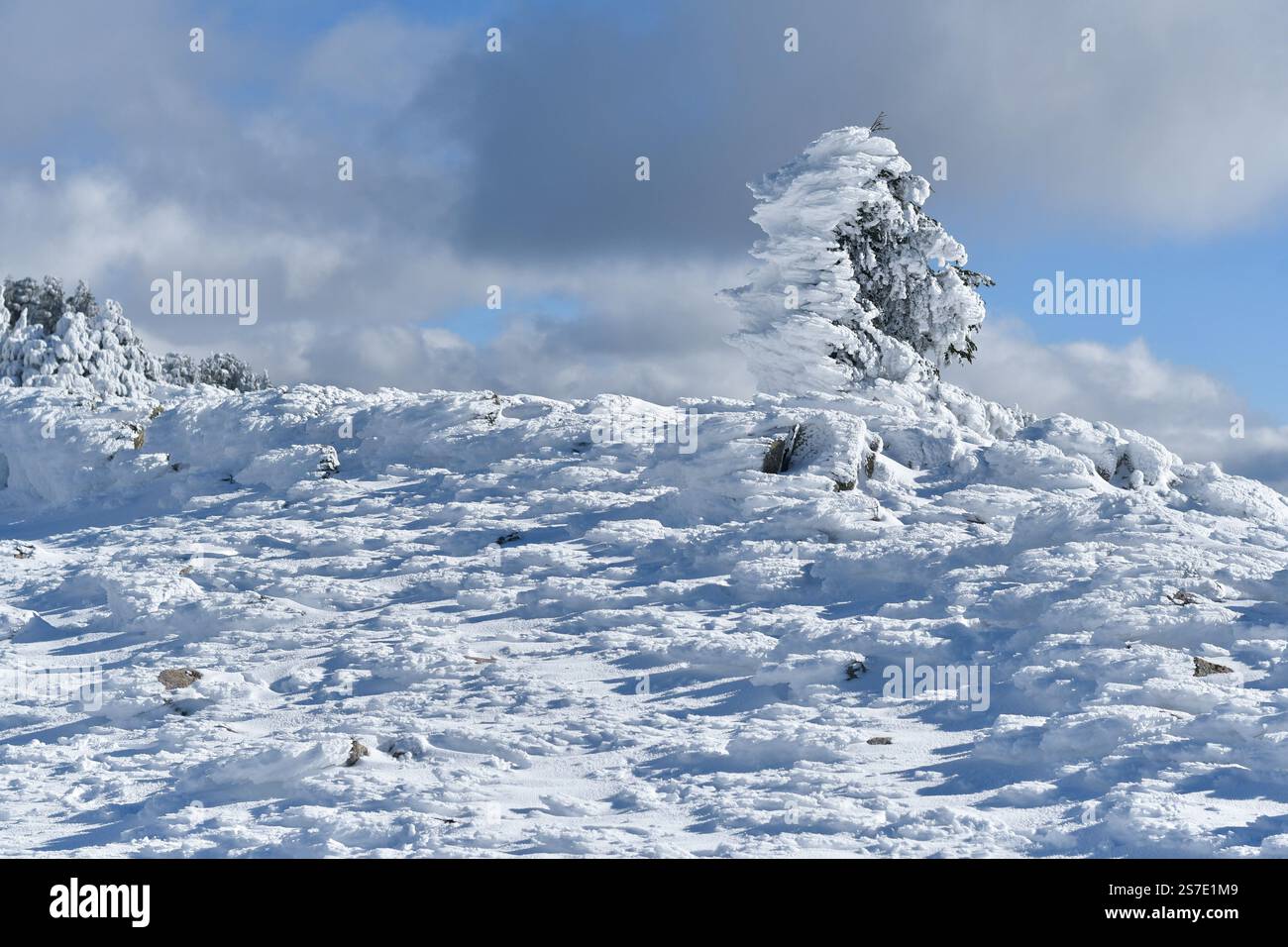 Malerischer Blick auf die schneebedeckten Zedernbäume des Blauen Atlas in Chelia Mountain in Algerien Stockfoto