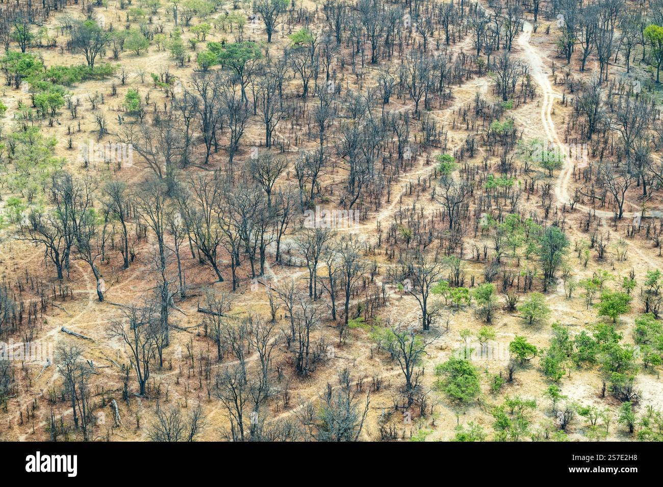 Aus der Vogelperspektive über den Bäumen im Moremi Wildreservat, Okavanga Delta, Botswana, Afrika Stockfoto