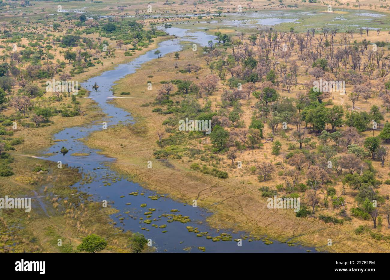 Aus der Vogelperspektive über dem Flusswasser und den Bäumen im Okavanga Delta, Botswana, Afrika Stockfoto