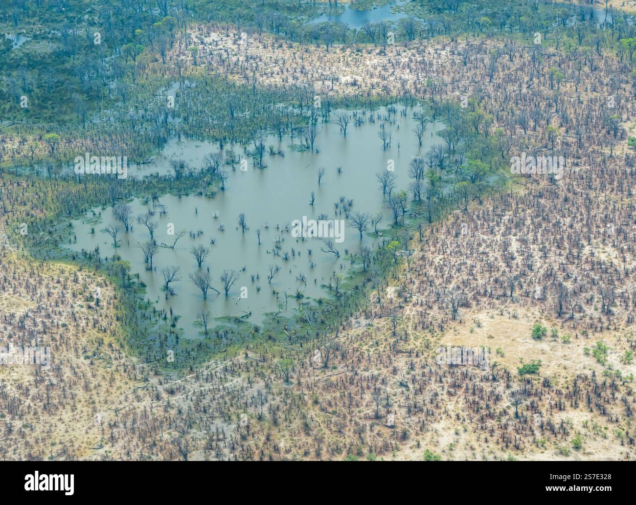 Aus der Vogelperspektive über Wasser und Bäumen im Moremi Wildreservat, Okavanga Delta, Botswana, Afrika Stockfoto