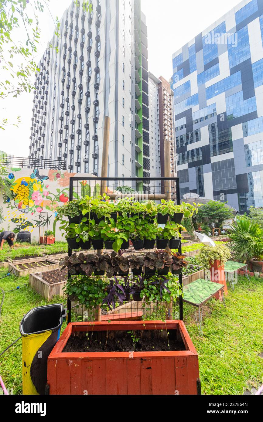 Ein städtischer Garten, in dem Gemüse angebaut wird, mit hohen Gewerbegebäuden im Hintergrund in Bonifacio Global City, Taguig, Philippinen Stockfoto Ein städtischer Garten, in dem Gemüse angebaut wird, mit hohen Gewerbegebäuden im Hintergrund in Bonifacio Global City, Taguig, Philippinen Stockfoto