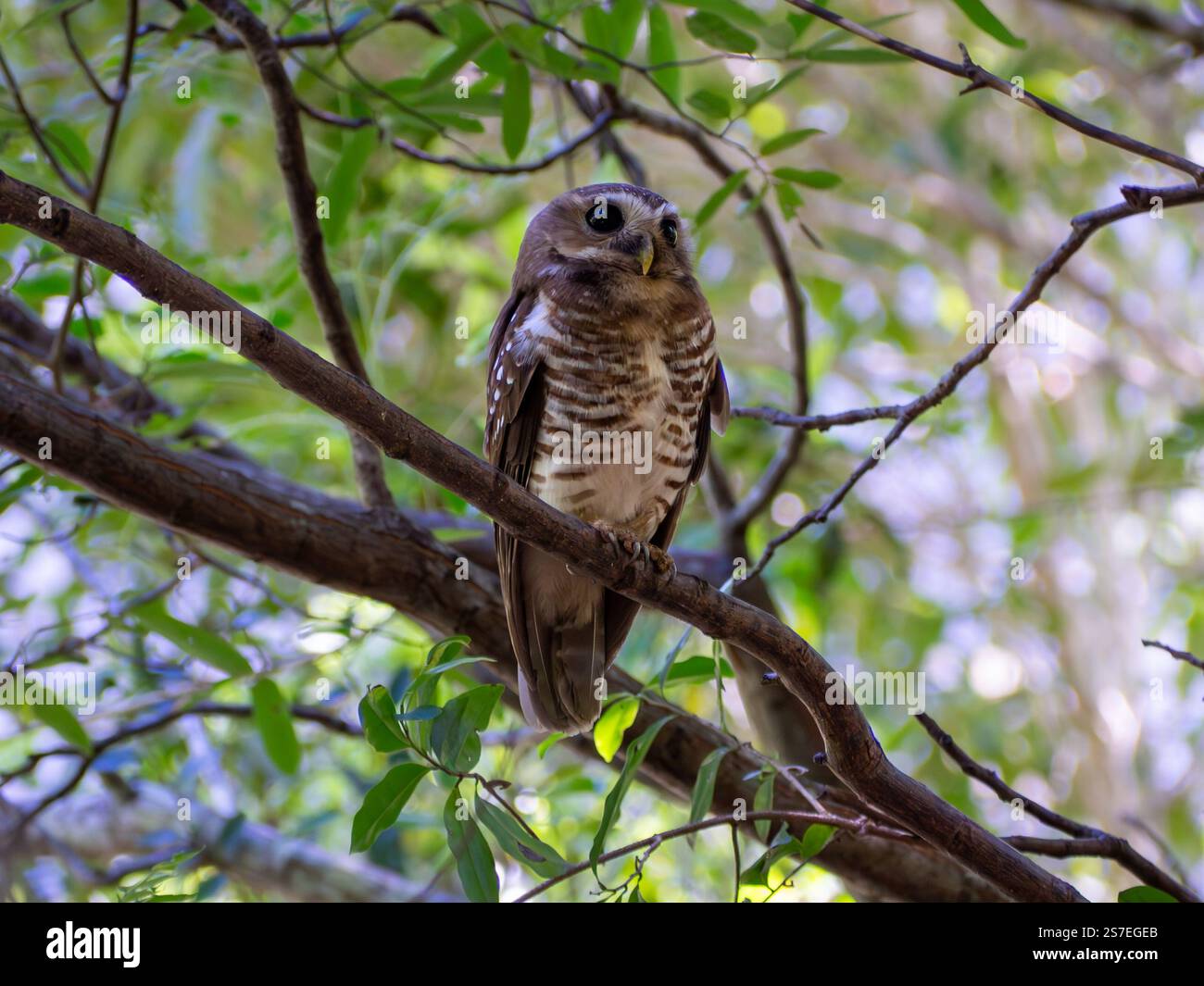 Madagaskar Insel tropischer Wald Dschungeleule Stockfoto