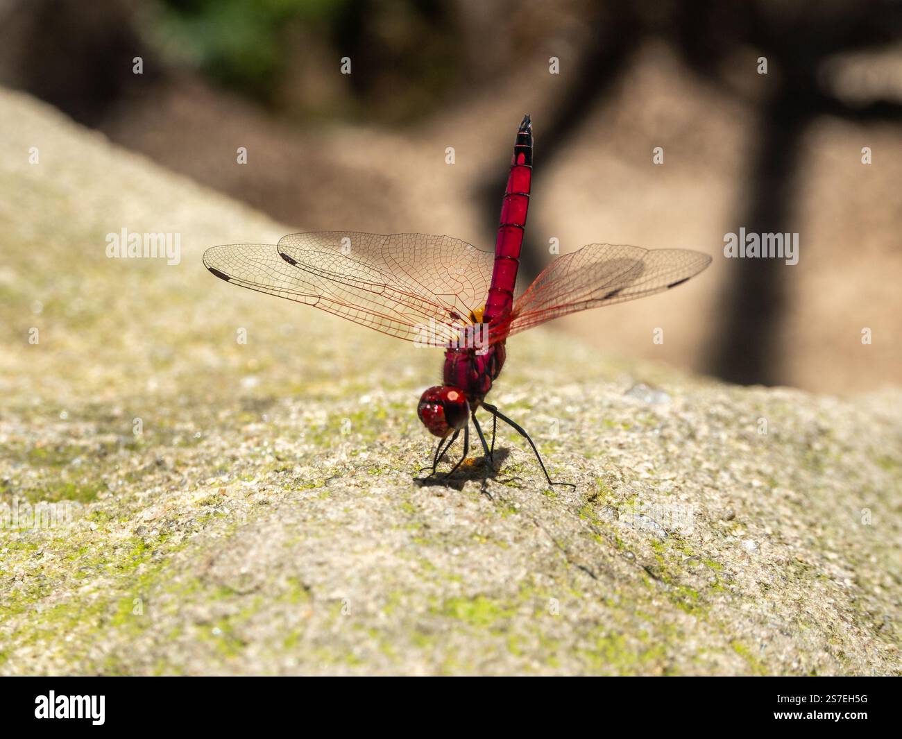 Rotgeäder, Trithemis arteriosa, Madagaskar Insel tropischer Wald Dschungel Insekten Stockfoto