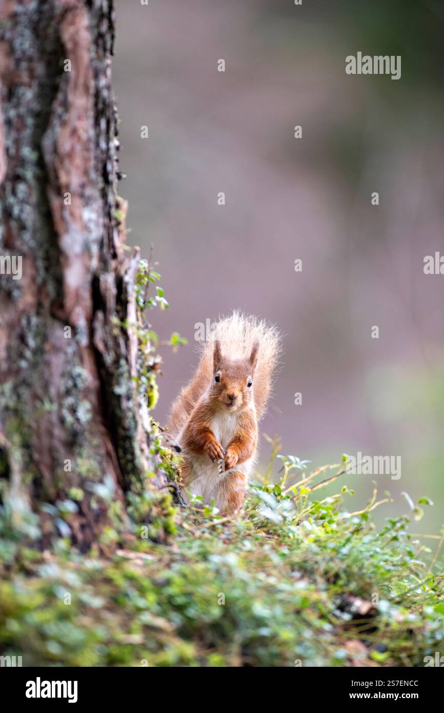Rotes Eichhörnchen (Sciurus vulgaris) im kaledonischen Kiefernwald, Schottland, Vereinigtes Königreich Stockfoto