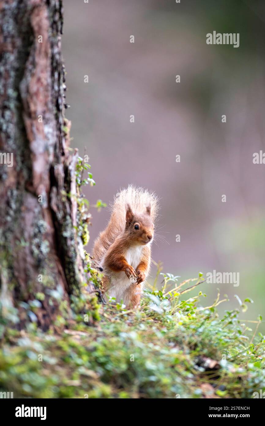 Rotes Eichhörnchen (Sciurus vulgaris) im kaledonischen Kiefernwald, Schottland, Vereinigtes Königreich Stockfoto