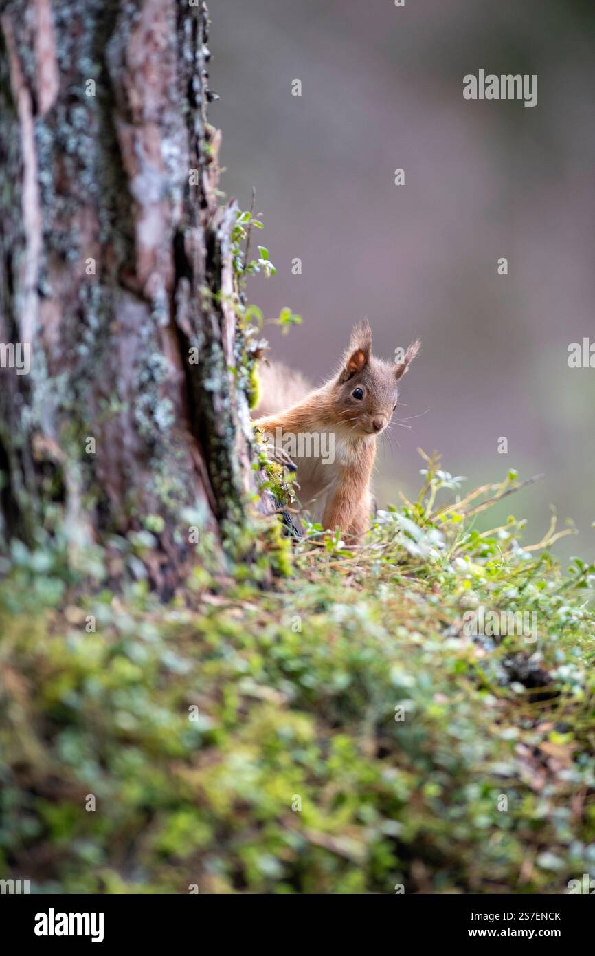 Rotes Eichhörnchen (Sciurus vulgaris) im kaledonischen Kiefernwald, Schottland, Vereinigtes Königreich Stockfoto