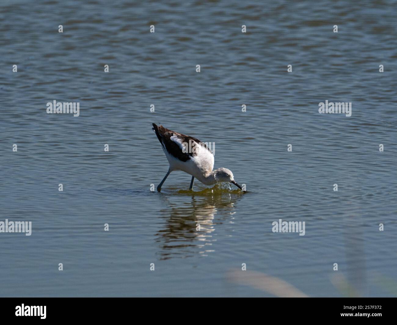 American avocet Recurvirostra americana nicht-züchtiger Erwachsener in einem Pool, Quivira National Wildlife Refuge, Stafford County, Kansas, USA, September Stockfoto