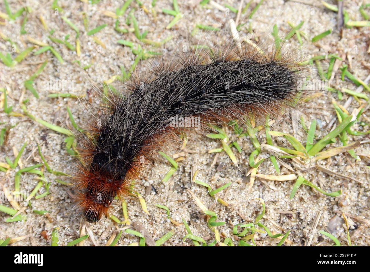Gartentigermotte (Arctia caja) Raupe - gemeinhin Wollbär genannt Stockfoto