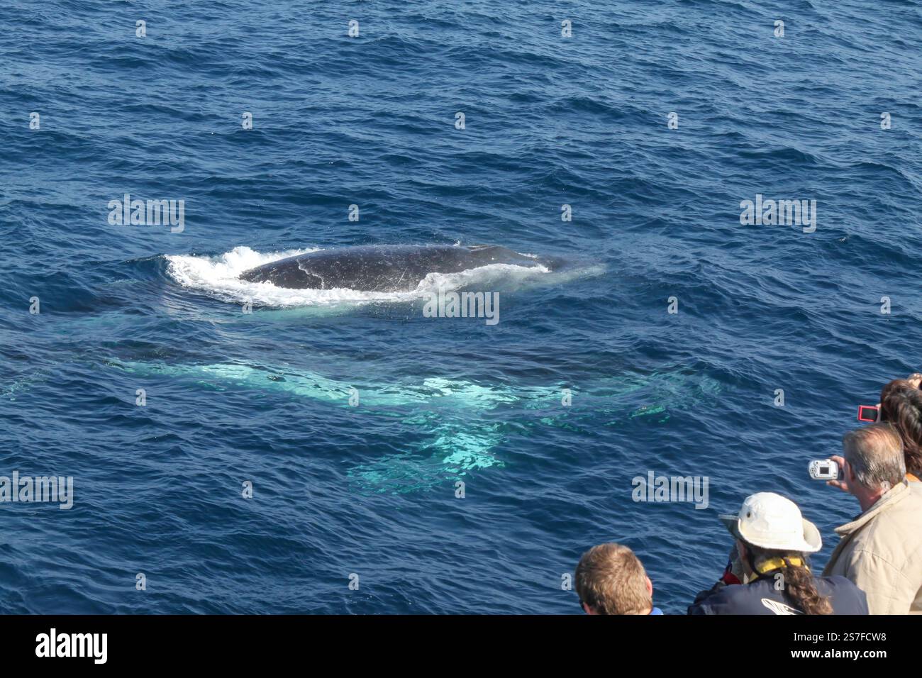 Ein großer Wal schwimmt im Meer und eine Gruppe von Menschen beobachtet ihn vom Ufer aus. Die Szene ist ruhig und ruhig Stockfoto