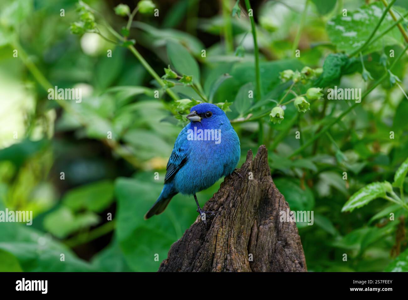 Indigo, das unter einem dichten Walddach rumfelt. Es ist ein kleiner Samenfresser in der Familie der Kardinäle. Sie ist wandernd und wandert oft nachts Stockfoto