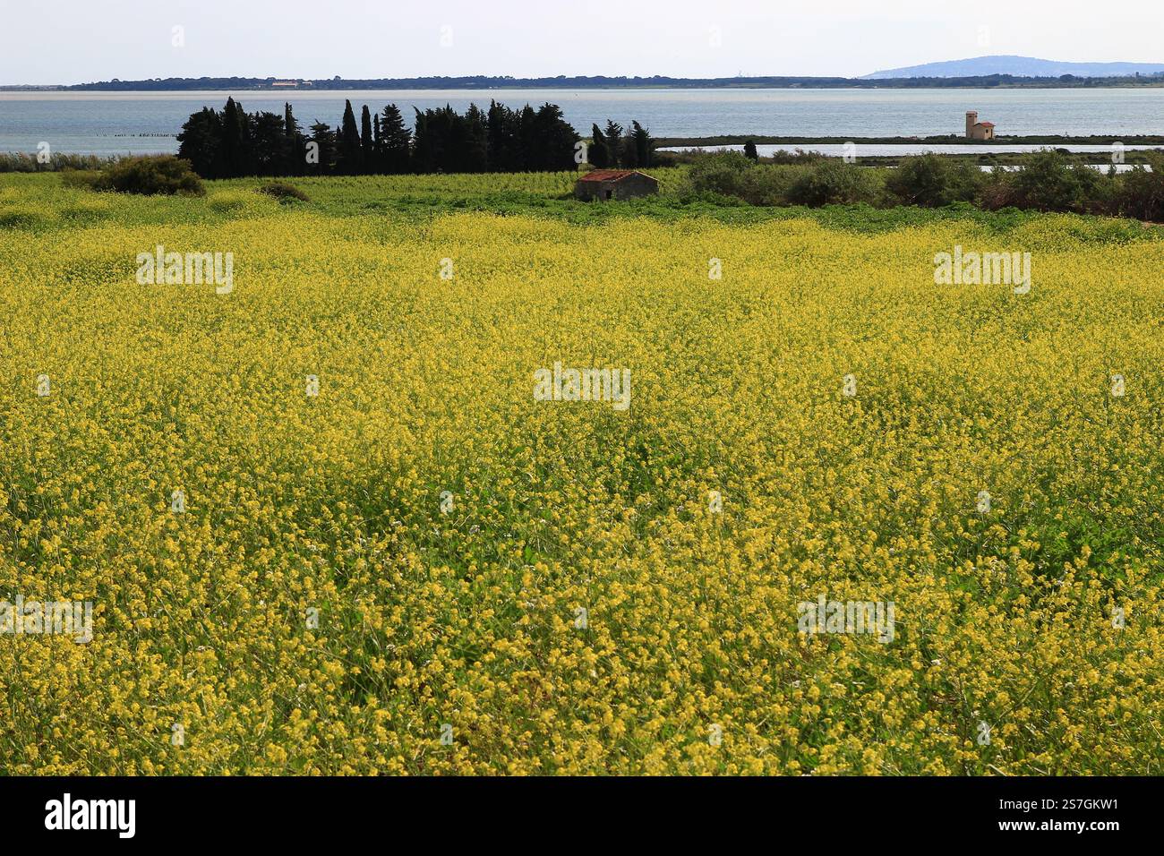 Blick auf die Rapsfelder, den Teich Vic und die alte Pumpstation vom Bouffie-Pfad (Naturstätte Salines - Villeneuve-lès-Maguelone - Hérault) Stockfoto