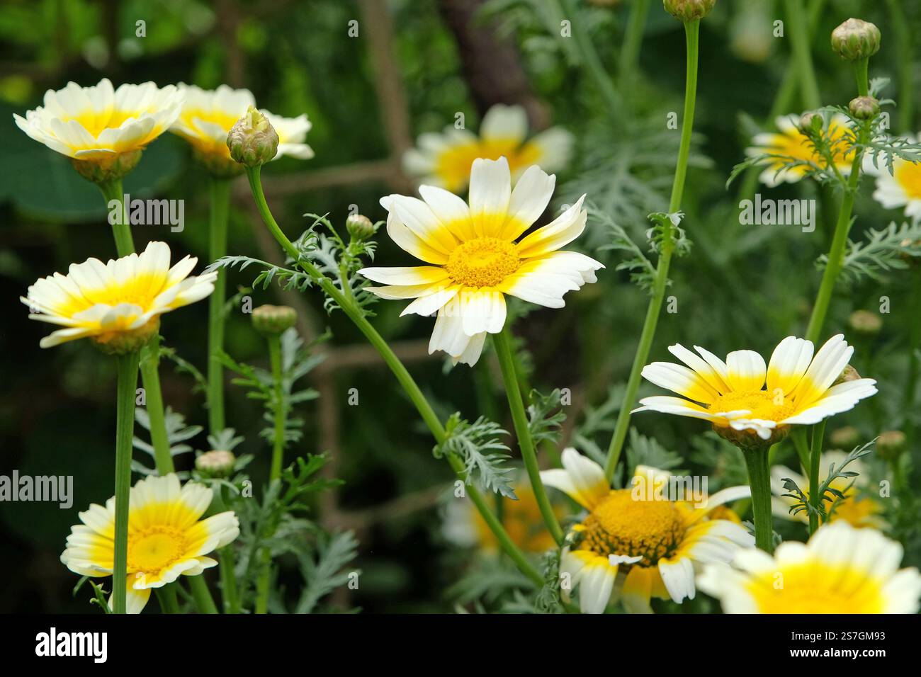 Cremefarbene und gelbe Chrysantheme Coronarium, Chopsuey Greens, in Blüte. Stockfoto