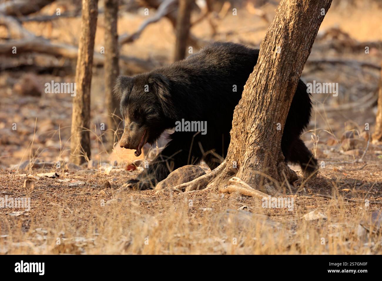 Der Indische Faulbär Stockfoto