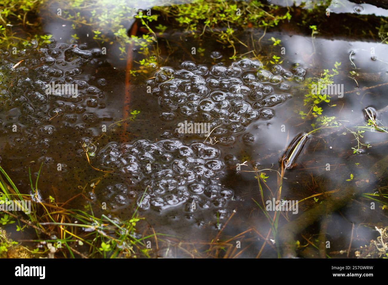 Frogspawn in einem Teich an den Wasserfällen von Bruar, in der Nähe von Blair Atholl Stockfoto