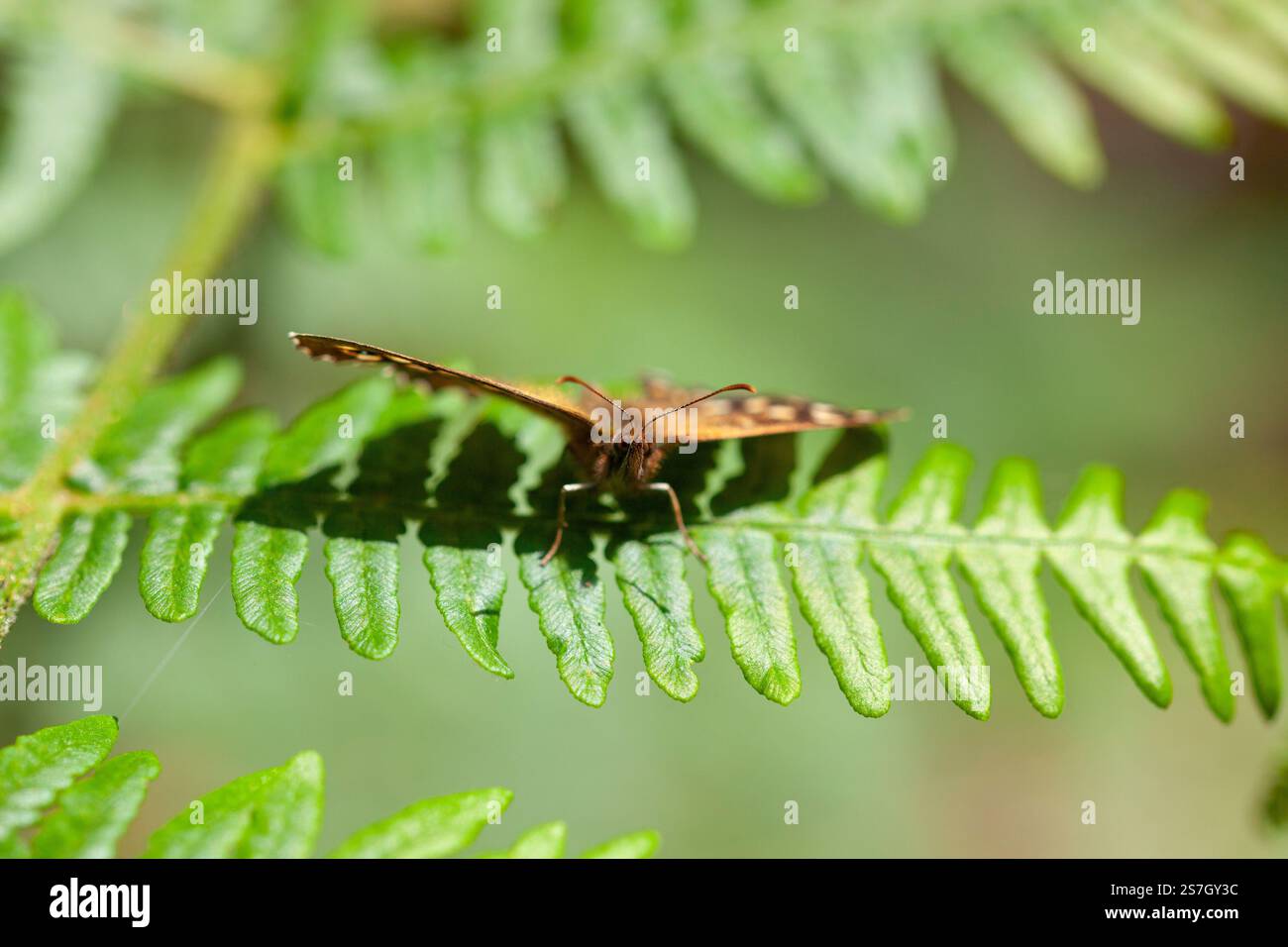 Gesprenkelter HolzSchmetterling, der sich auf einem harten Farn im Atlantischen Regenwald sonnt | Cornwall Woodland Stockfoto