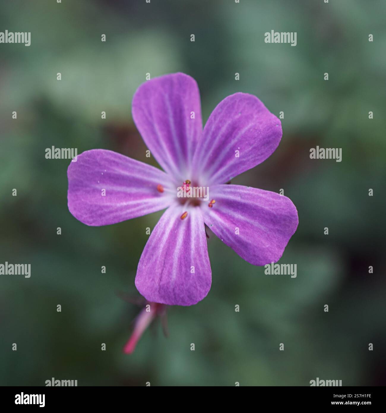 Kraut robert, Geranium robertianium, rosa Blume im Garten im Frühling Stockfoto