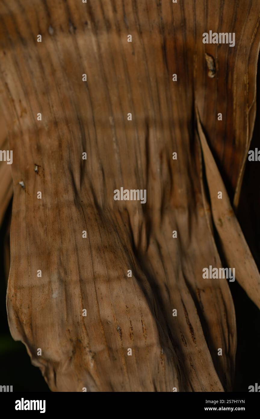 Aus altem Holz entstehen zarte Muster, die die Kunstfertigkeit der Natur unter sanfter Beleuchtung zum Ausdruck bringen. Stockfoto
