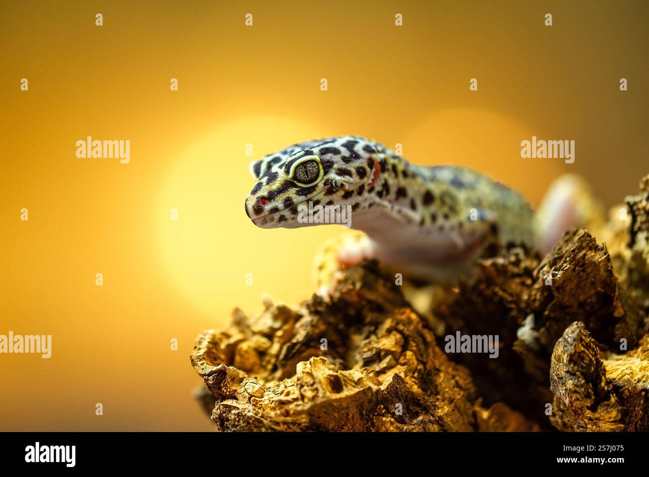 Leopard Gecko auf Baumstumpf mit Sonnenschein im Hintergrund Stockfoto