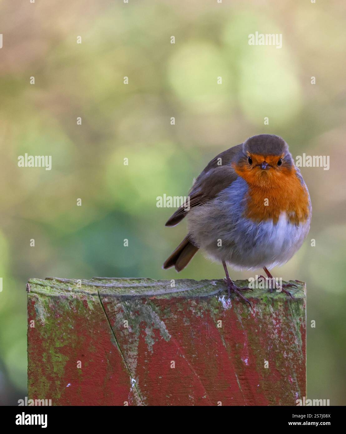 Erithacus rubecula Europäischer rotkehlchen, der auf einem hölzernen Gartenzaun sitzt und in die Kamera blickt. Stockfoto