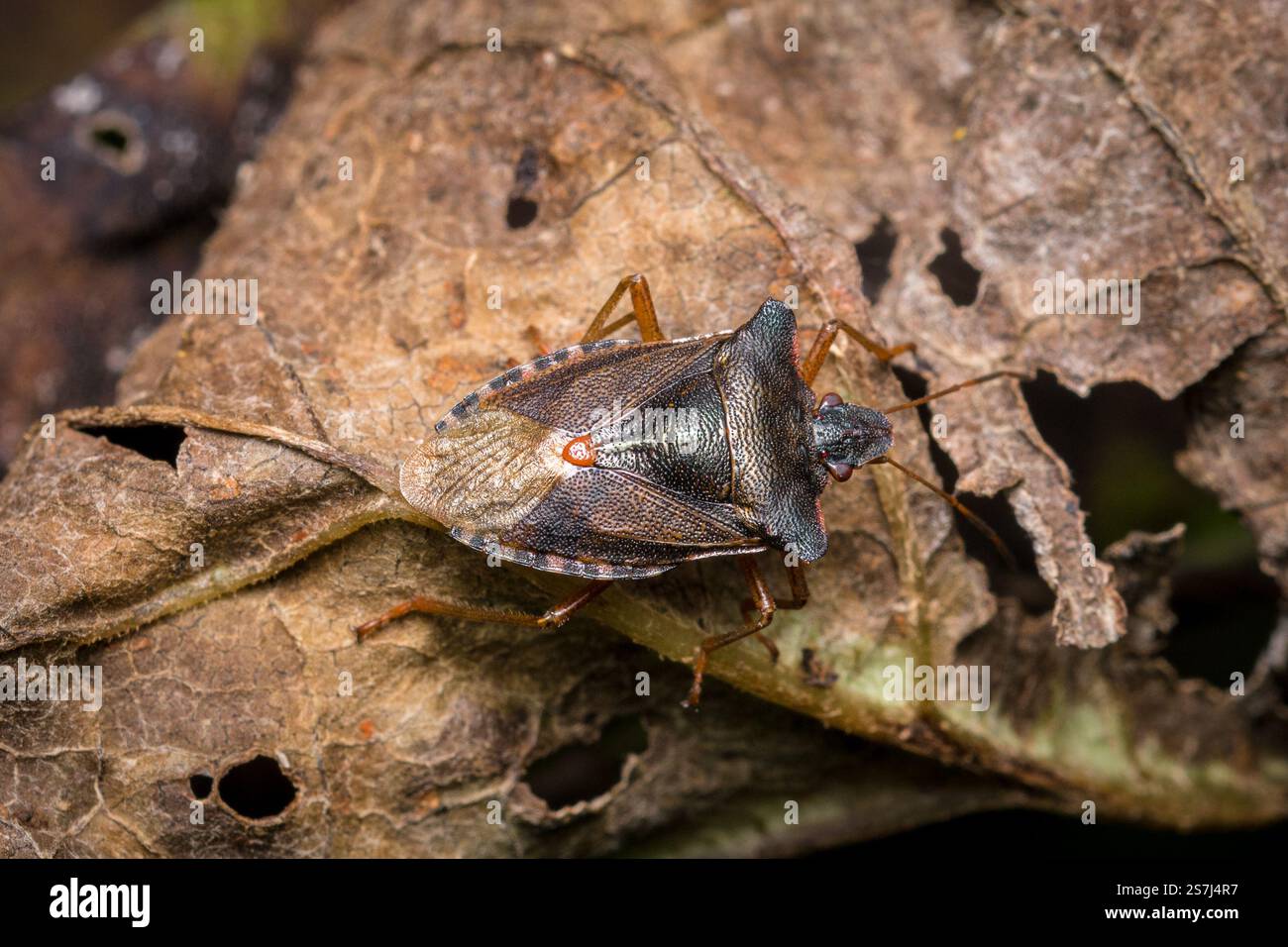 Ein rotbeiniger Schildkäfer (Pentatoma rufipes), auch Waldkäfer genannt, läuft auf toten Blättern. Fotografiert im Hawthorn Hive in der Nähe von Seaham, Großbritannien Stockfoto