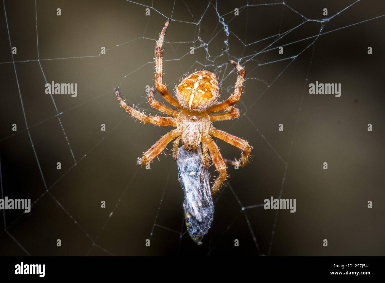 Eine bunte Gartenspinne (Araneus diadematus), die sich von einer gefangenen Wespe ernährt. Fotografiert im Hawthorn Hive in der Nähe von Seaham, Nordostengland Stockfoto