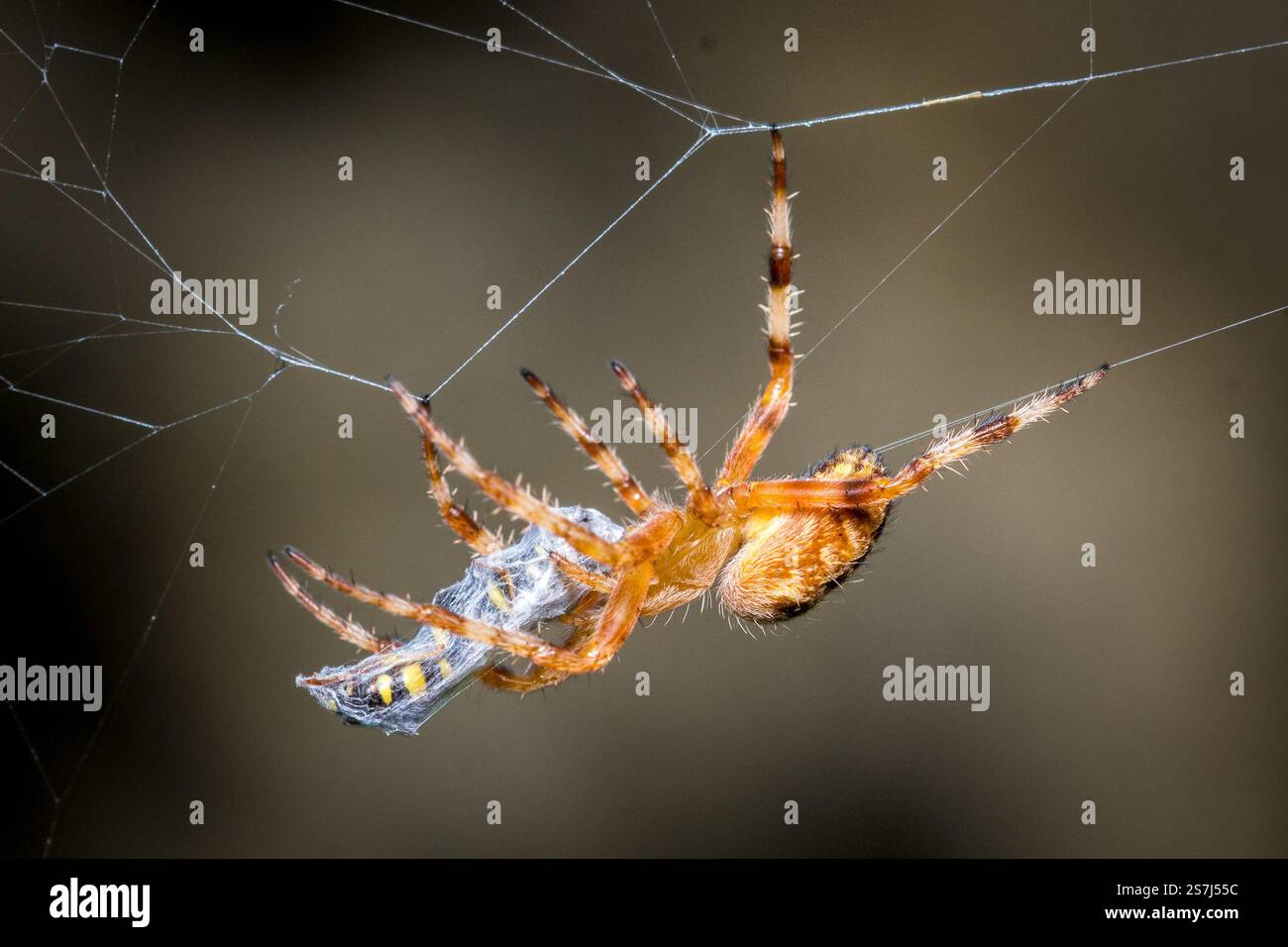 Eine bunte Gartenspinne (Araneus diadematus), die sich von einer gefangenen Wespe ernährt. Fotografiert im Hawthorn Hive in der Nähe von Seaham, Nordostengland Stockfoto