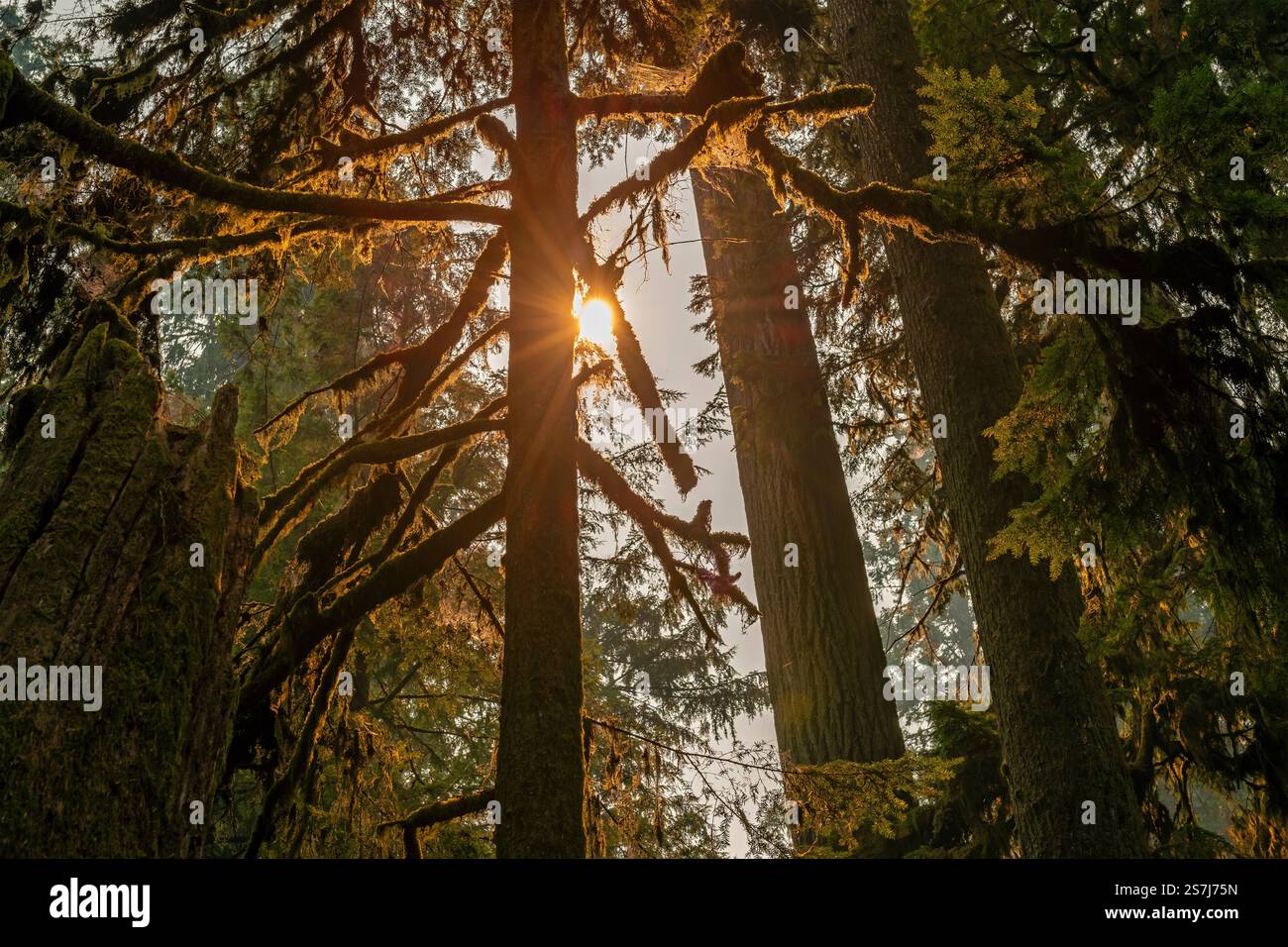 Westliche Zedernbäume bei Sonnenuntergang mit Sonnenstrahl, Macmillan Provincial Park, Vancouver Island, British Columbia, Kanada. Stockfoto