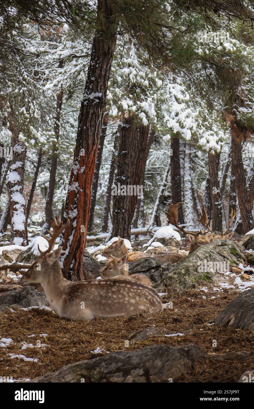 Eine kleine Hirschherde, die zwischen schneebedeckten Felsen und Kiefern ruht. Stockfoto