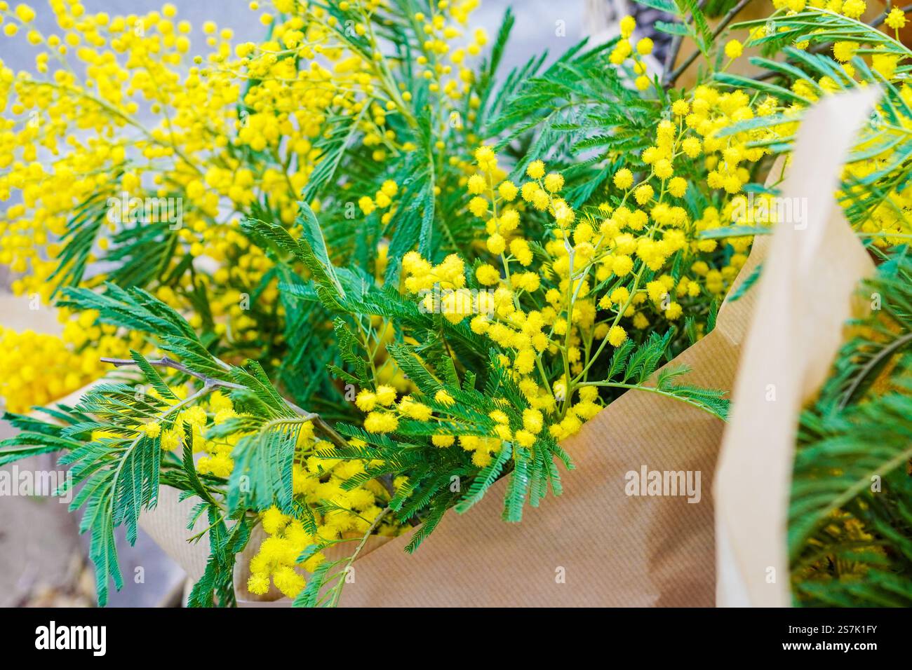 Blumenstrauß mit gelben Mimosa-Blüten, internationales Konzept für den Frauentag Stockfoto