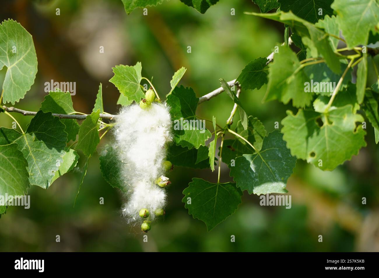 Cottonwood-Zweige mit flauschigen Samenansammlungen zwischen leuchtend grünen Blättern während der späten Frühlingssaison Stockfoto