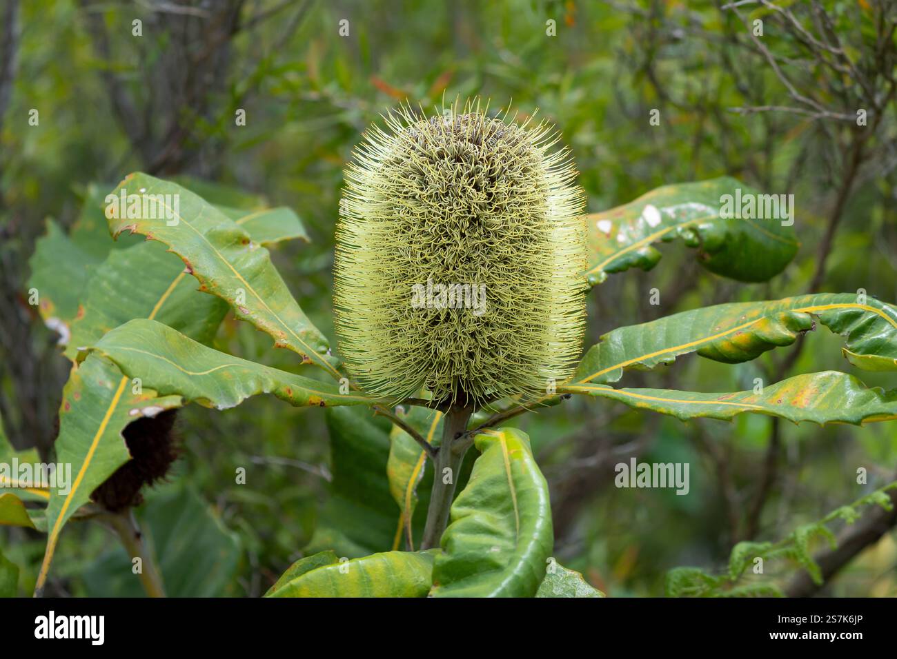Einzigartige, stachelige Banksia-Pflanze, die an einem sonnigen Tag aus üppig grünem gezacktem Laub in einem natürlichen Lebensraum entsteht Stockfoto Einzigartige, stachelige Banksia-Pflanze, die an einem sonnigen Tag aus üppig grünem gezacktem Laub in einem natürlichen Lebensraum entsteht Stockfoto