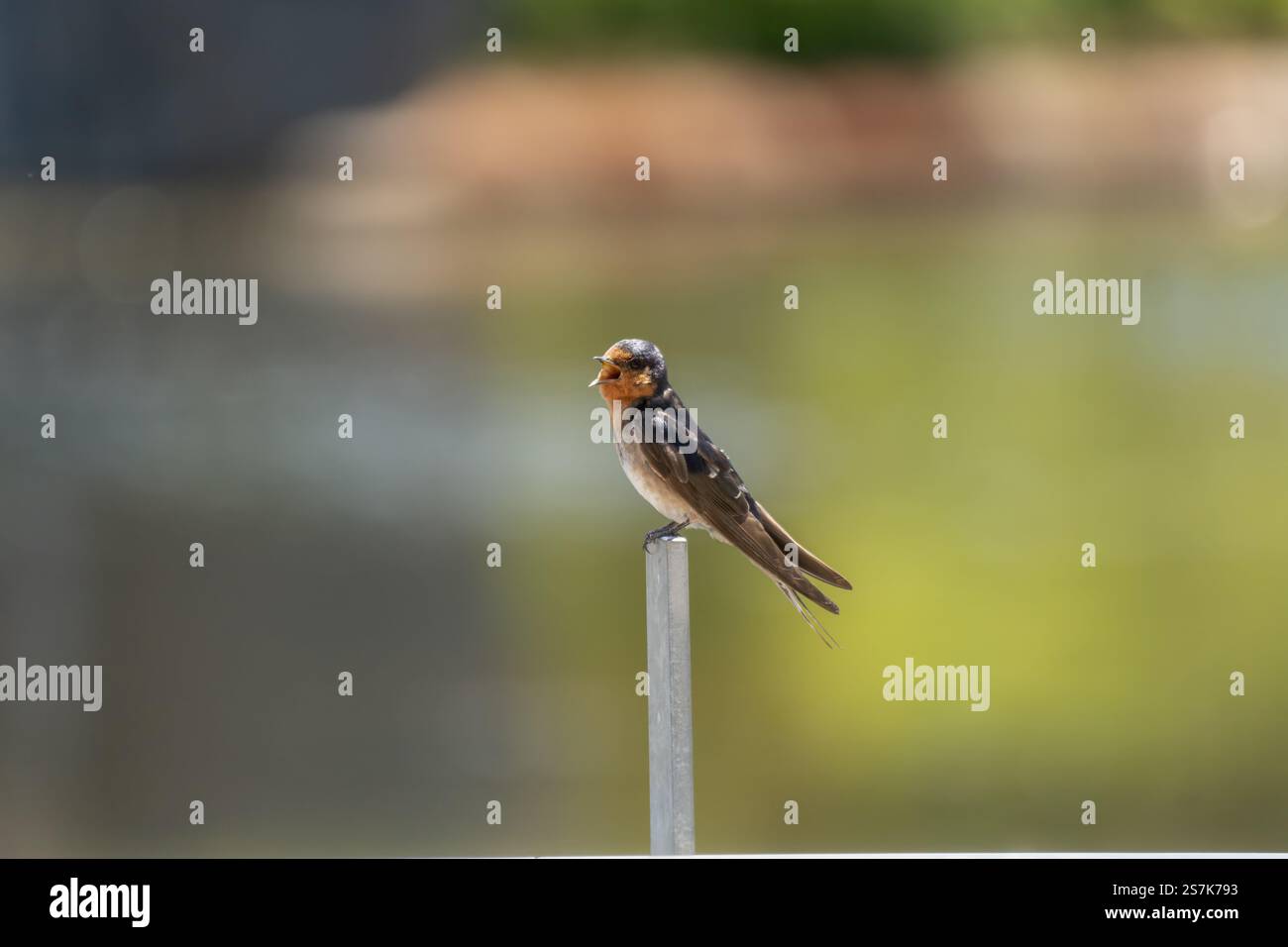 Kleiner Willkommensschwalbenvogel sitzt an einem Metallpfosten an einem ruhigen Gewässer an einem sonnigen Tag Stockfoto