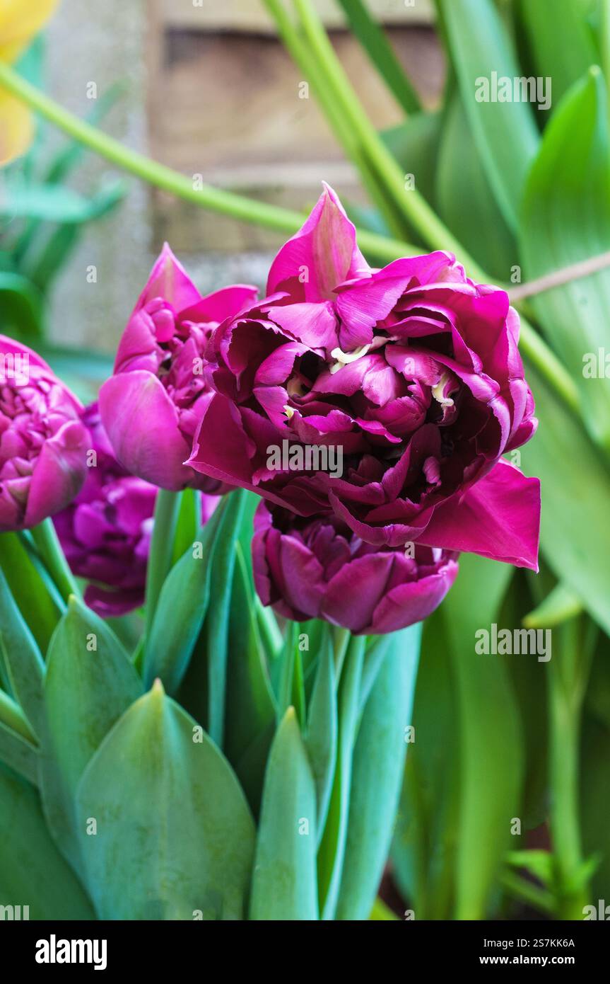 Tulipa Antraciet. Eine dunkle kastanienbraune Pfingstrose blühende Tulpe, die im späten Frühling und Frühsommer blüht. Eine doppelte spät blühende Tulpe der Gruppe der Division 11 Stockfoto