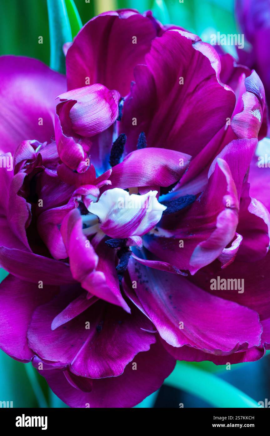 Tulipa Antraciet. Eine dunkle kastanienbraune Pfingstrose blühende Tulpe, die im späten Frühling und Frühsommer blüht. Eine doppelte spät blühende Tulpe der Gruppe der Division 11 Stockfoto