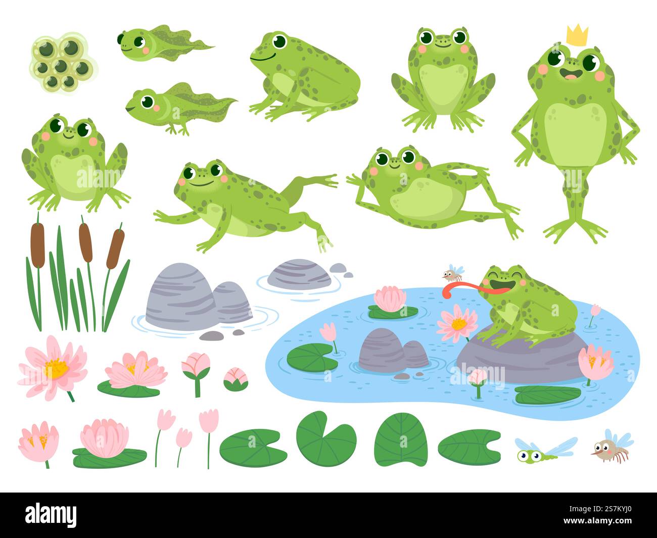 Cartoon Frösche. Grüner süßer Frosch, Eiermassen, Kaulquappe und Frosch. Wasserpflanzen Wasser Lilienblatt, Kröten wilde Natur Leben Vektor Set. Schilf und Blumen. Charakter auf Teich, der Insekten fängt. Cartoon Frösche. Grüner süßer Frosch, Eiermassen, Kaulquappe und Frosch. Wasserpflanzen Wasser Lilienblatt, Kröten wilde Natur Leben Vektor Set Stock Vektor