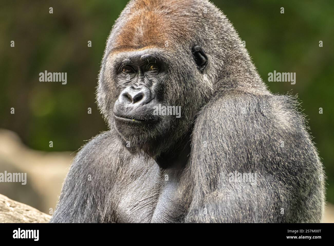 Westlicher Tieflandgorilla, der im Zoo Atlanta in der Nähe der Innenstadt von Atlanta, Georgia, grinst. (USA) Stockfoto