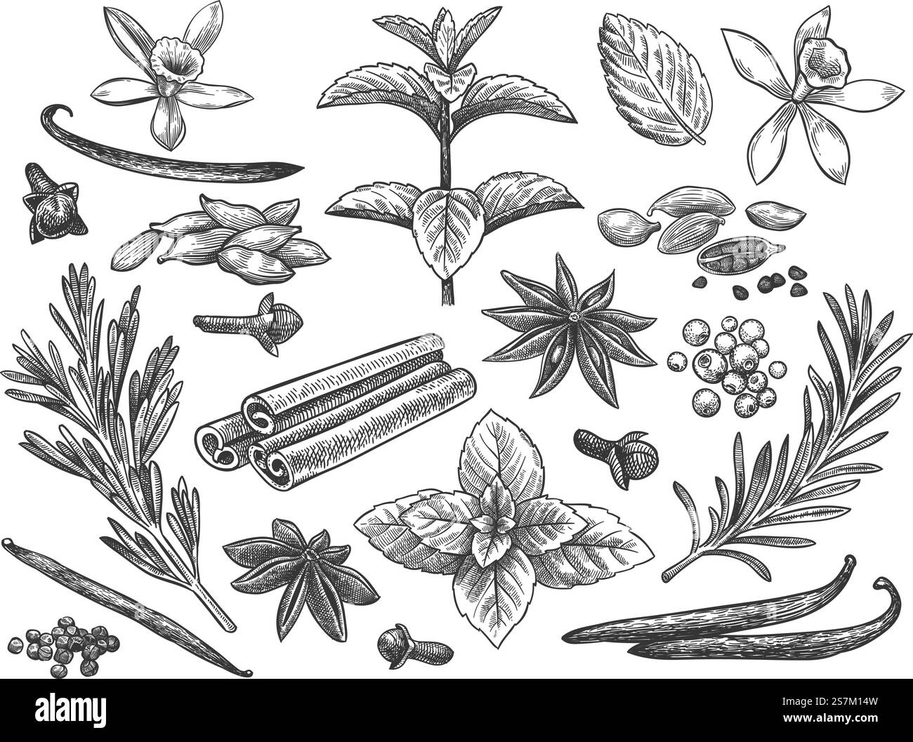 Gravierte Gewürze. Kardamom, Vanilleblüte und Schote. Minze, schwarzer Pfeffer und Rosmarin, Nelken. Indische Kochkerne Hand gezeichnetes Vektorset. Zutaten für kulinarische, kochende Kräuter nahtlose Muster. Gravierte Gewürze. Kardamom, Vanilleblüte und Schote. Minze, schwarzer Pfeffer und Rosmarin, Nelken. Indische Kochkerne Hand gezeichnetes Vektorset Stock Vektor