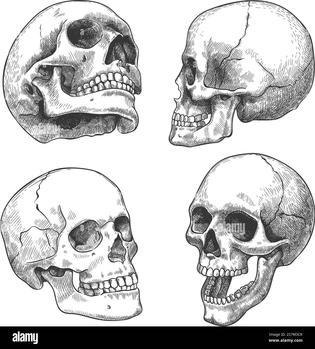 Handgezeichneter Schädel. Skizzieren Sie anatomische Schädel in verschiedenen Winkeln, Gothic Tattoo. Menschliches Skelett toter Kopf halloween Gravur Vektor Set. Böses und erschreckendes Gesicht mit offenen und geschlossenen Zähnen. Handgezeichneter Schädel. Skizzieren Sie anatomische Schädel in verschiedenen Winkeln, Gothic Tattoo. Menschliches Skelett toter Kopf halloween Gravur Vektor Set Stock Vektor