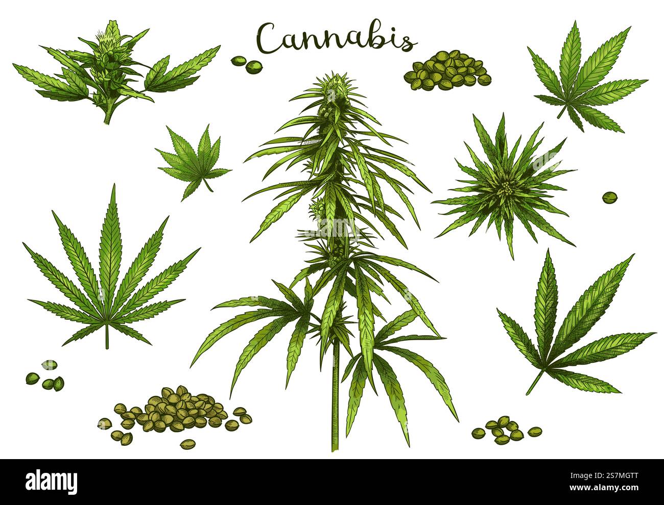 Farbe von Hand gezeichnetes Cannabis. Grüne Hanfpflanzensamen, Skizze Cannabisblatt und Marihuana Knospen Vektor Illustration Set. Ein Bündel eleganter, detaillierter natürlicher Zeichnungen von wildem Hanf-Laub und Blütenständen. Farbe von Hand gezeichnetes Cannabis. Grüne Hanfpflanzensamen, Skizze Cannabisblatt und Marihuana Knospen Vektor Illustration Set Stock Vektor