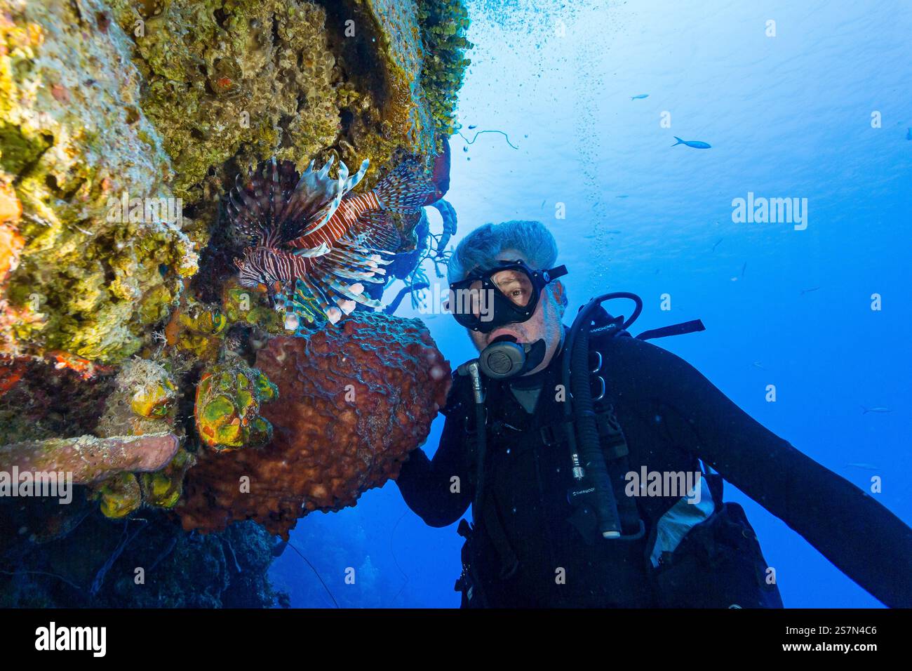 Ein Löwenfisch und ein Taucher am Korallenriff der Turks- und Caicosinseln an der Karibik Stockfoto